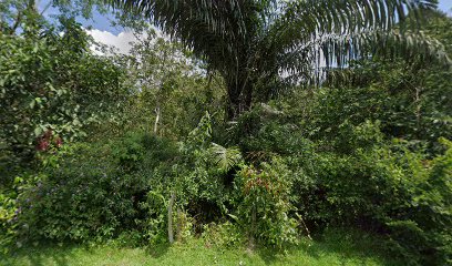 felda palong satu — photo 1